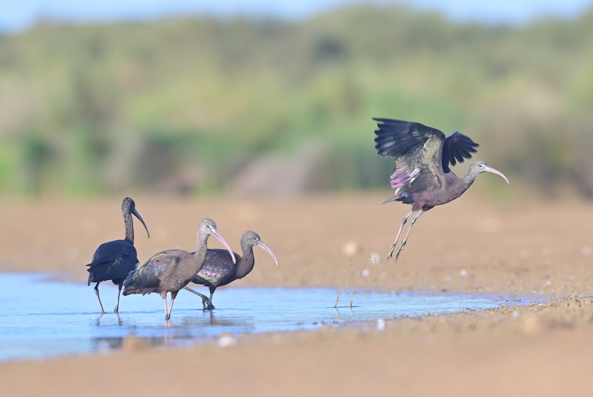 Glossy Ibis - Esteban Rodrigues