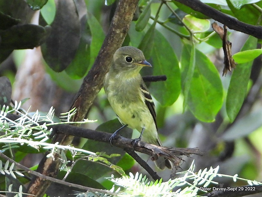 Yellow-bellied Flycatcher - ML488659211