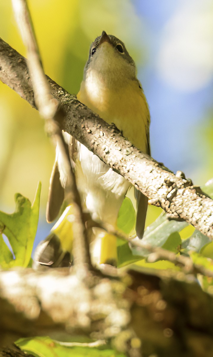 American Redstart - ML488659421