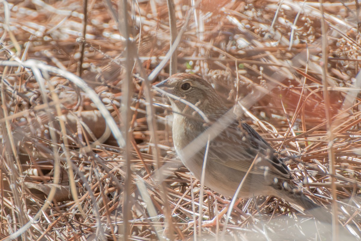 Bachman's Sparrow - ML48865951