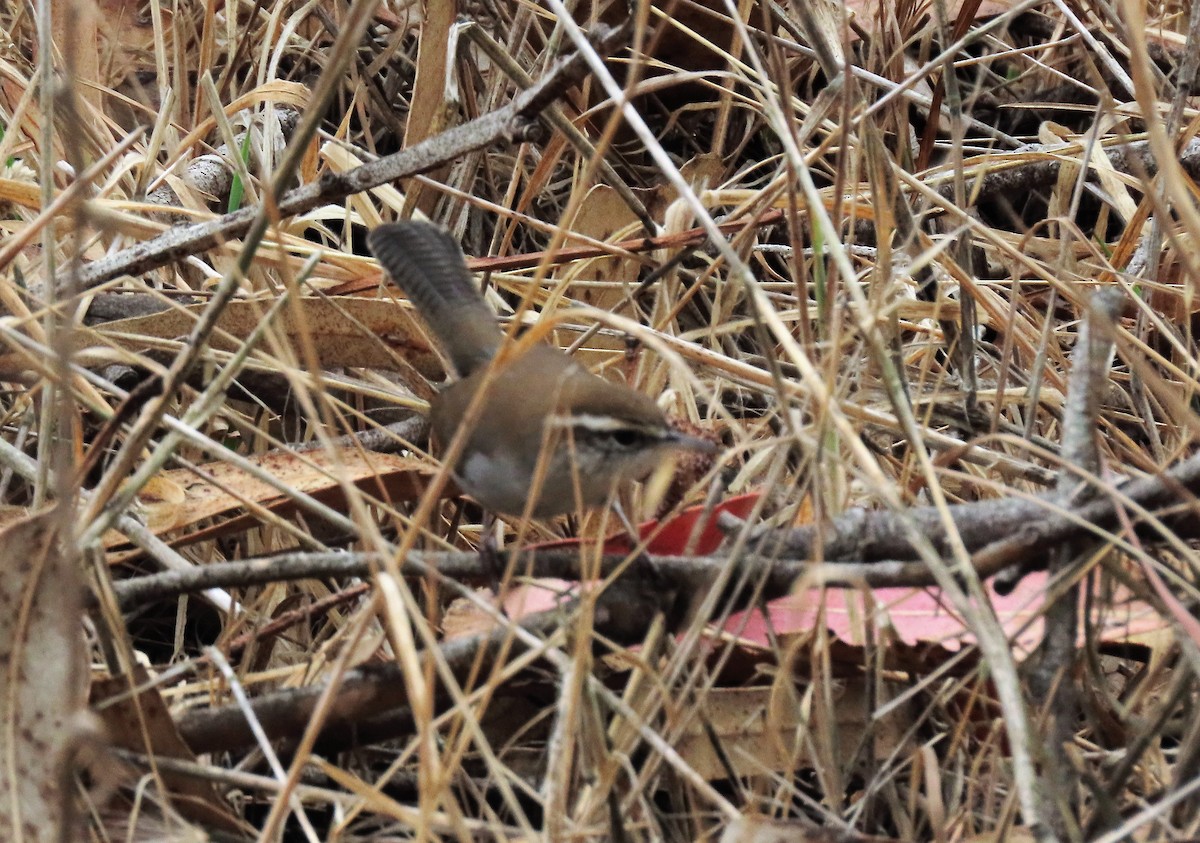 Bewick's Wren - ML488659511