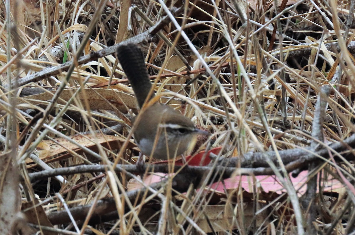 Bewick's Wren - ML488659541