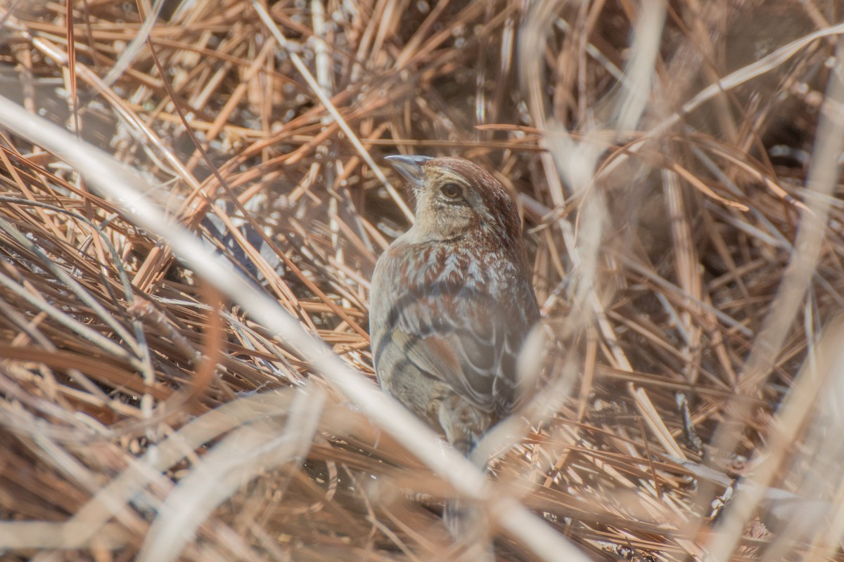 Bachman's Sparrow - Roger Shaw