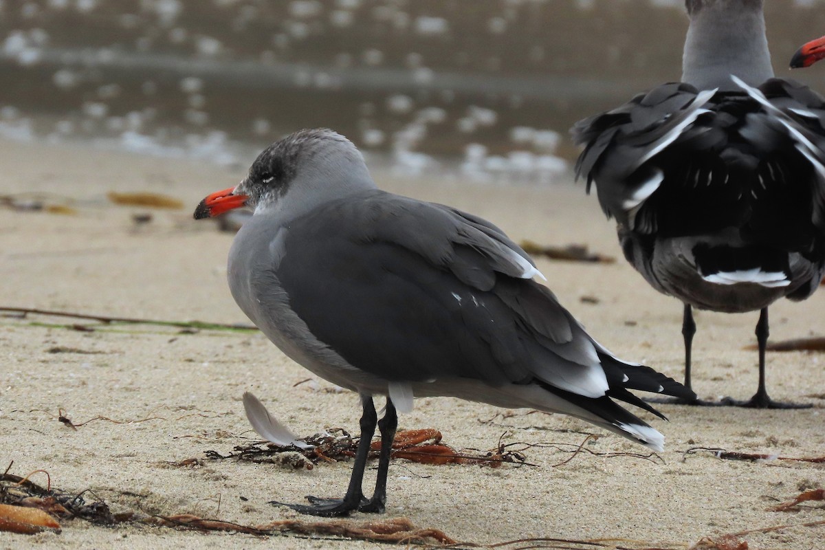 Heermann's Gull - ML488660661