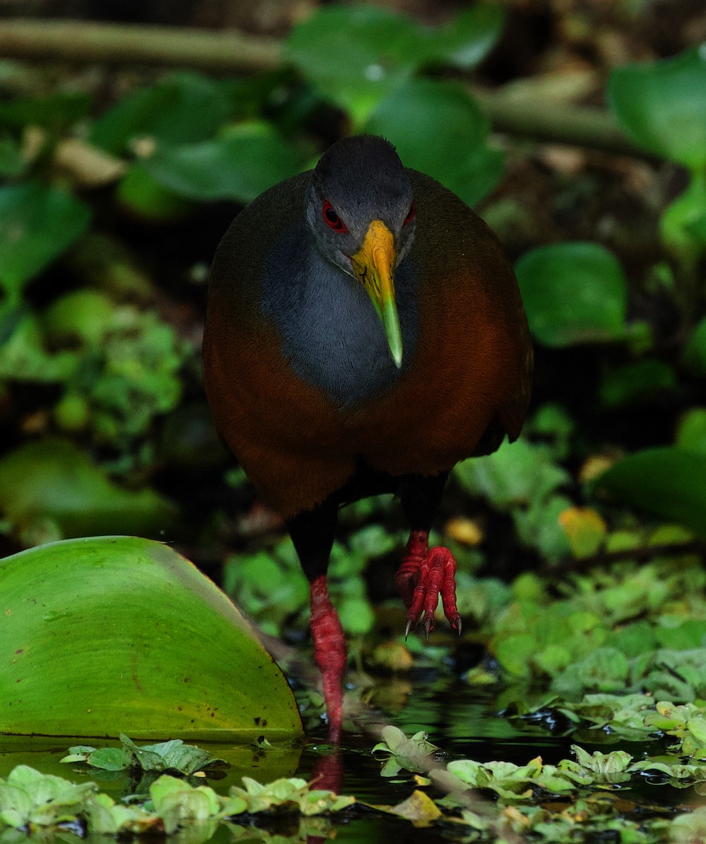 Gray-cowled Wood-Rail - ML488660951