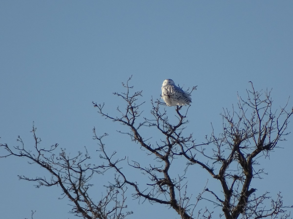 Snowy Owl - ML48866231