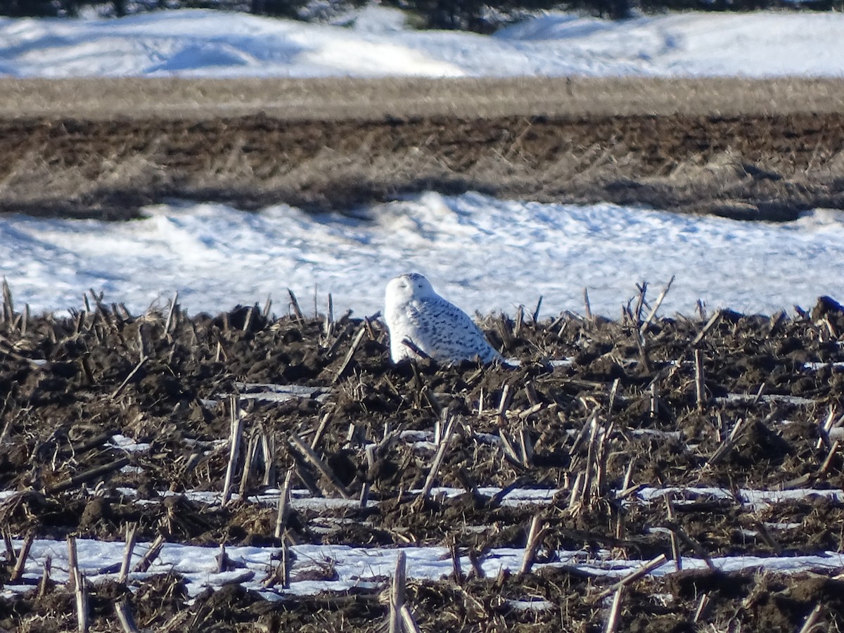 Snowy Owl - ML48866241