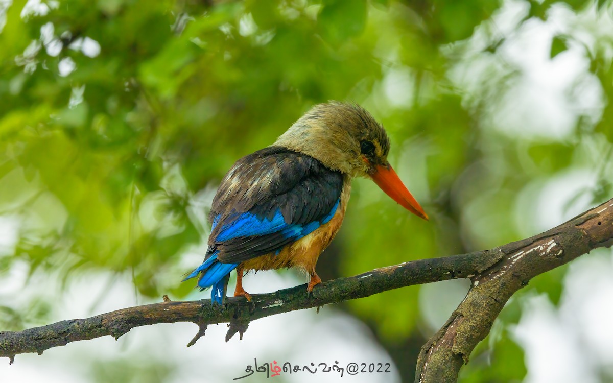 Gray-headed Kingfisher - ML488662841