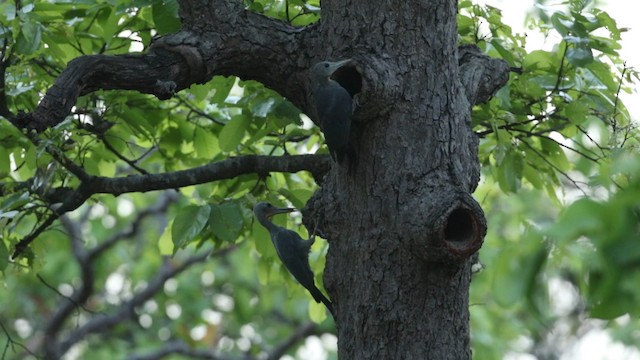 Great Slaty Woodpecker - ML488663