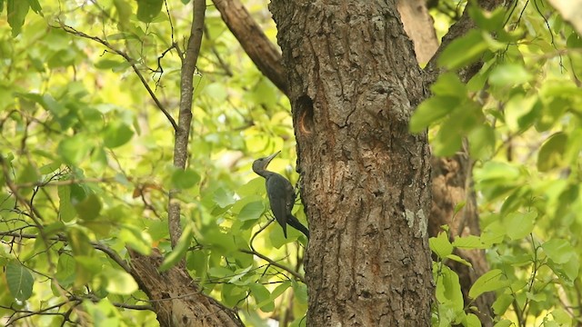 Great Slaty Woodpecker - ML488665