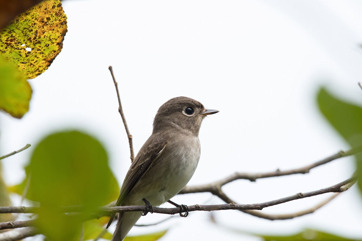 Asian Brown Flycatcher - ML488665931