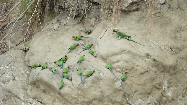 Plum-headed Parakeet - ML488666