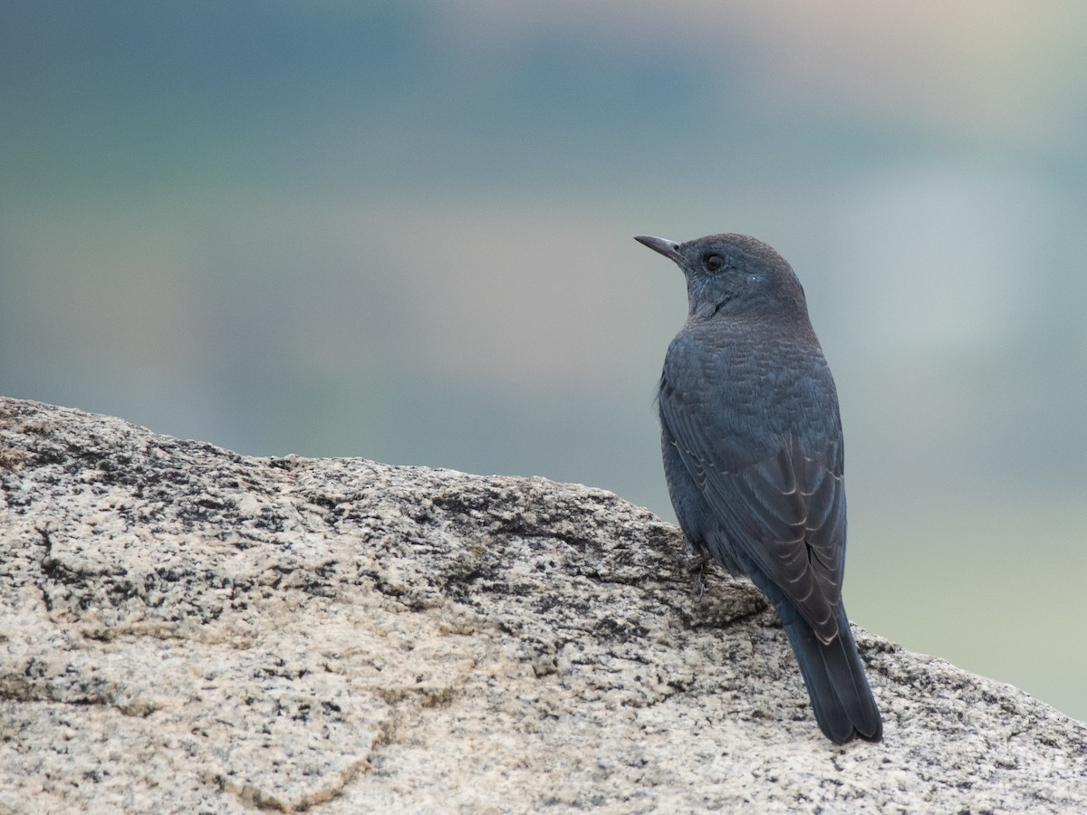 Blue Rock-Thrush - Pratik Kamu