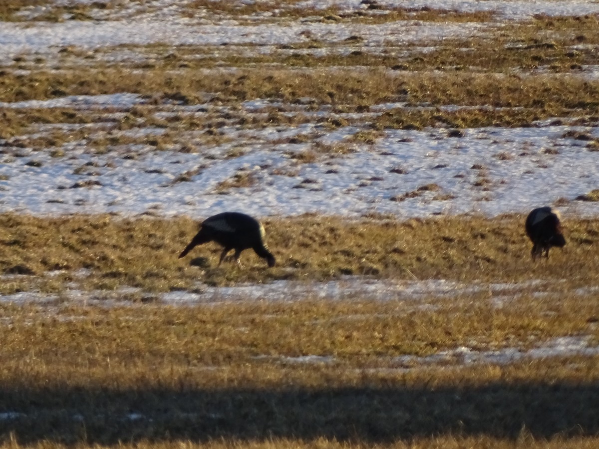 Wild Turkey - ML48866661