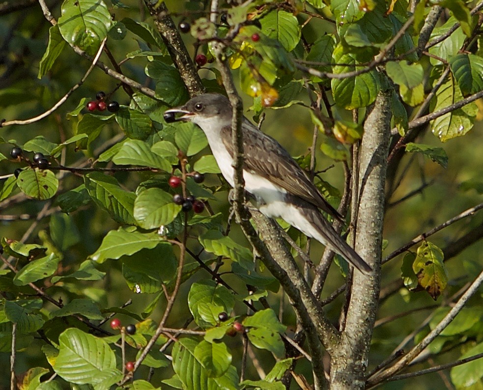 Eastern Kingbird - Robert Bruss