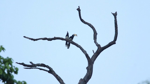 Oriental Pied-Hornbill - ML488667