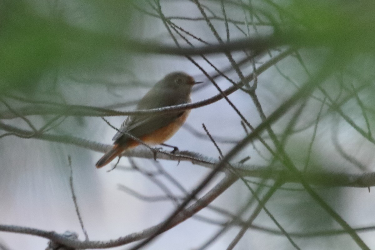 Эгэл гал сүүлт - ML488667821