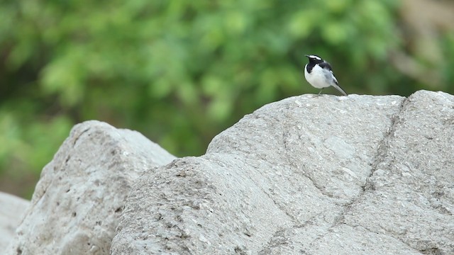 White-browed Wagtail - ML488668