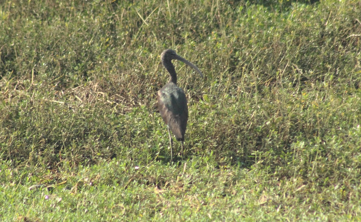 Glossy Ibis - ML48866831