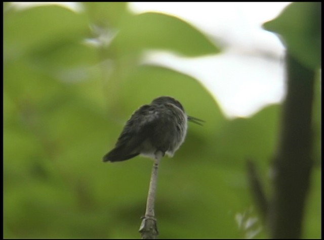 Vervain Hummingbird - ML488670