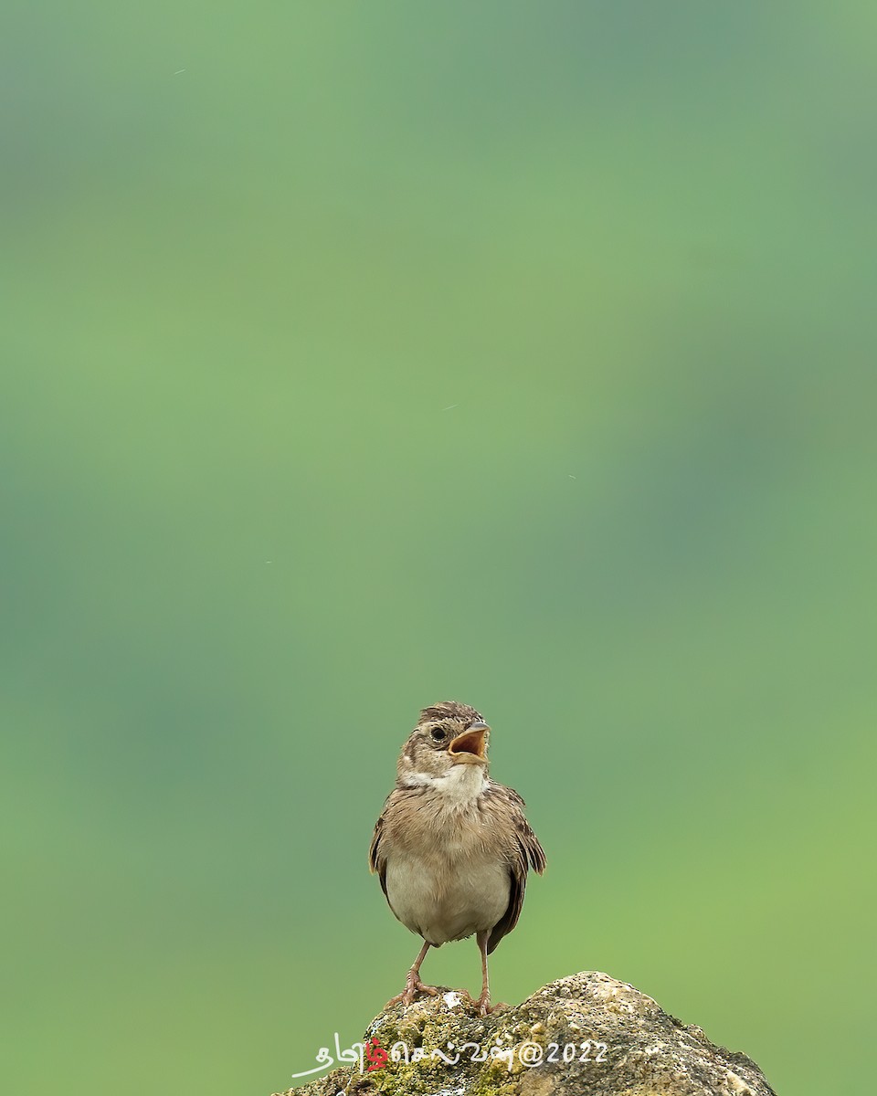 Singing Bushlark (Singing) - ML488670041