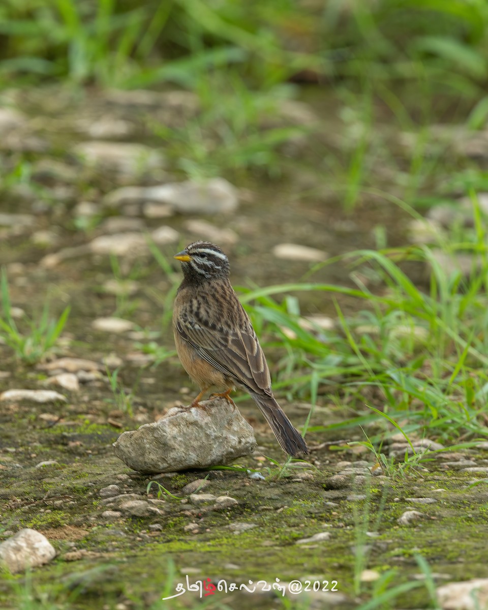 Cinnamon-breasted Bunting - ML488670251