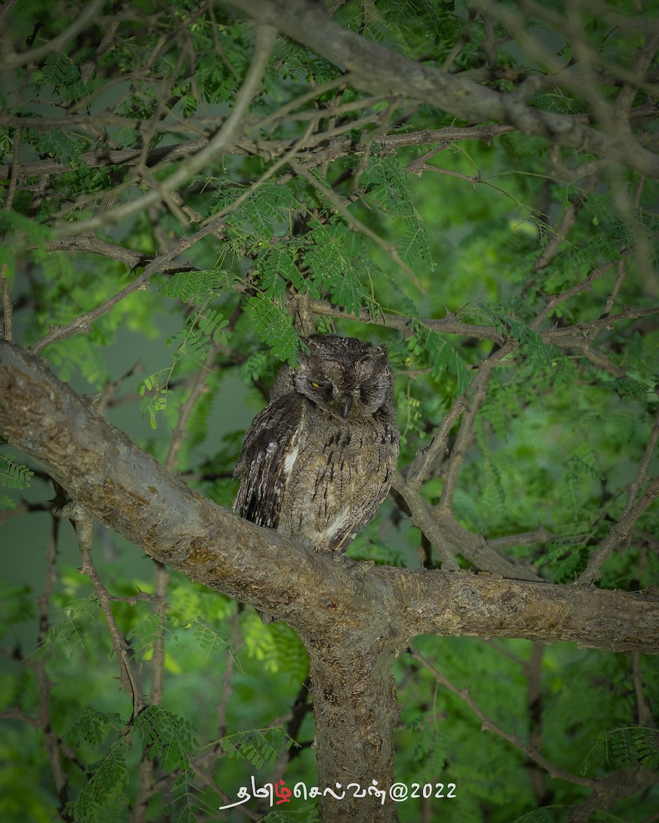 Arabian Scops-Owl - ML488670321