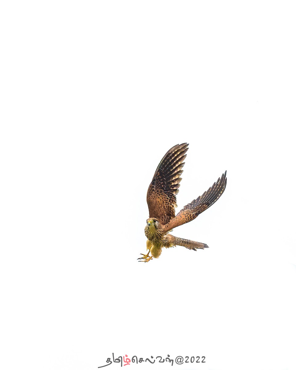 Eurasian Kestrel - ML488670491