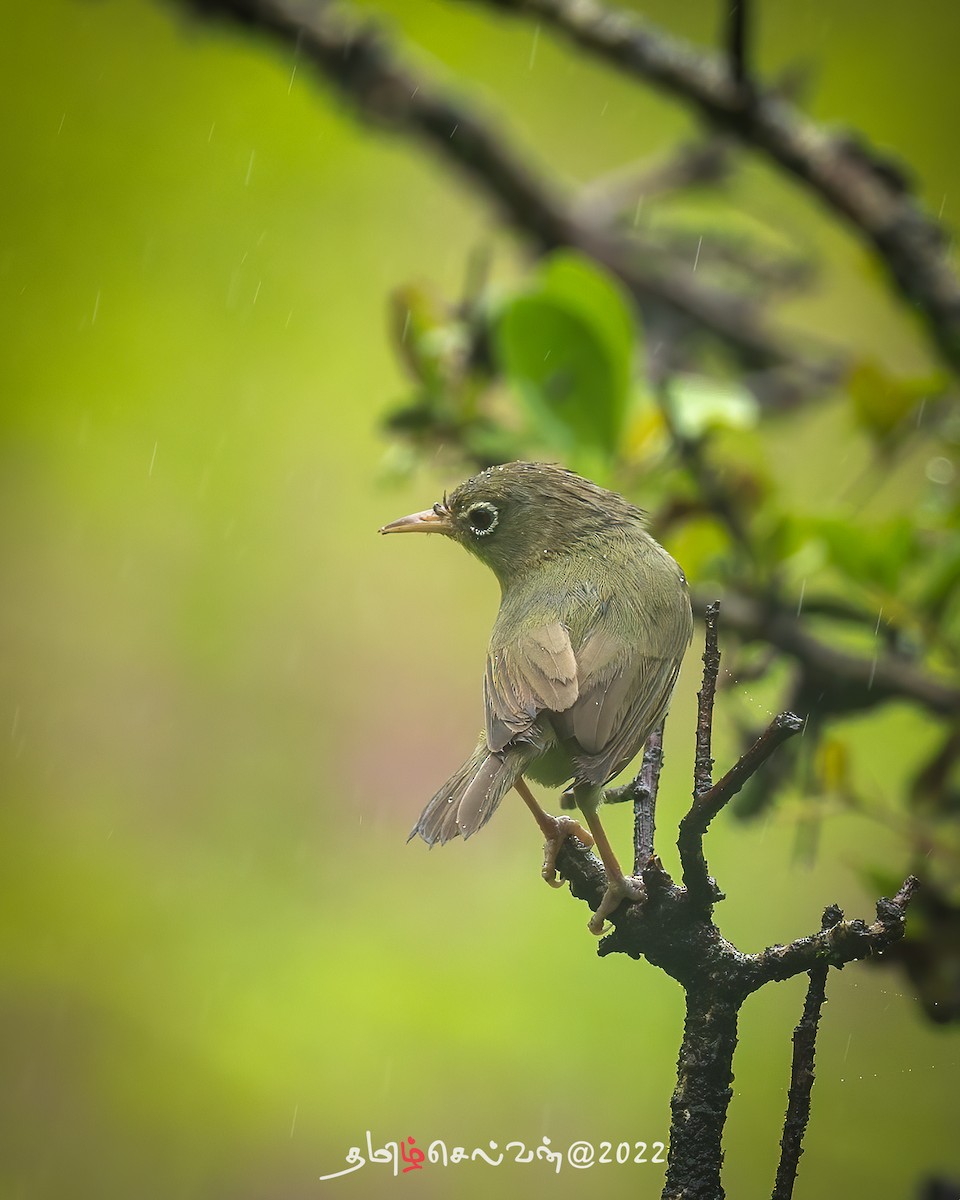 Abyssinian White-eye - ML488670961