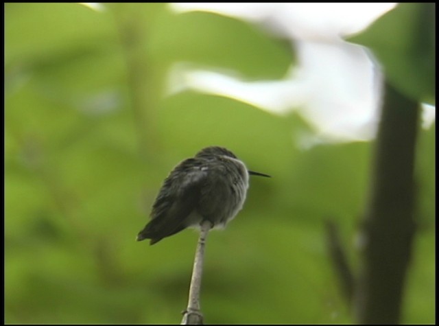 Vervain Hummingbird - ML488671