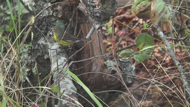 Kirtland's Warbler - ML488671961