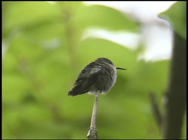 Colibrí Zumbadorcito - ML488672