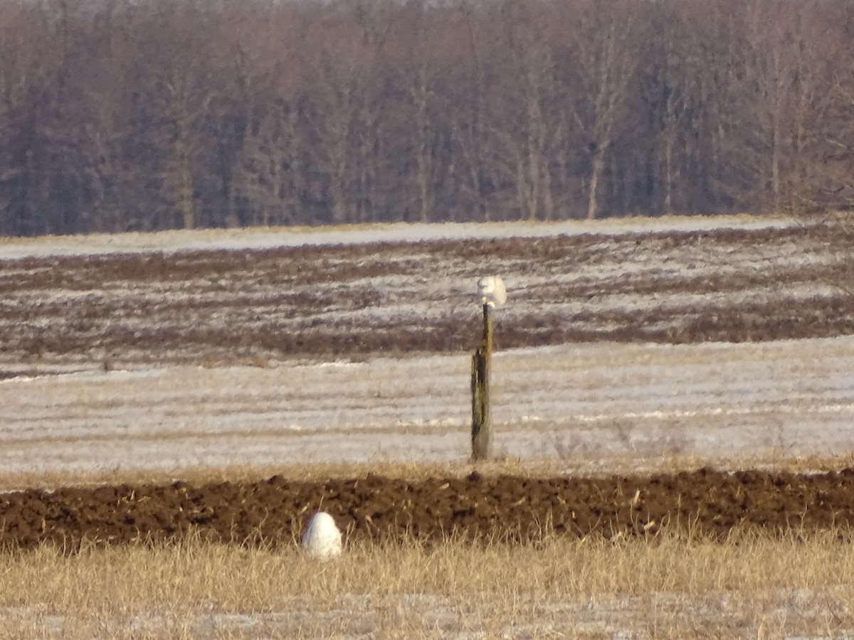 Snowy Owl - ML48867251