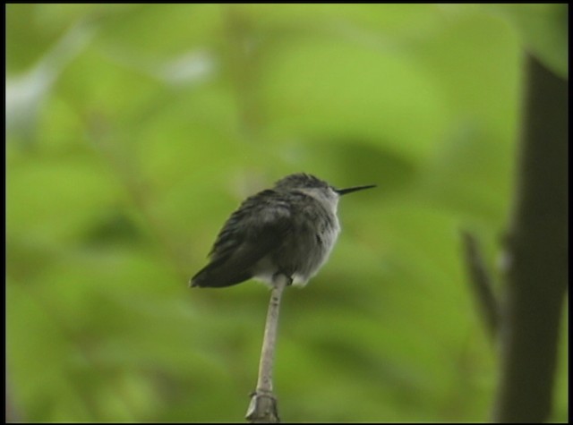 Colibrí Zumbadorcito - ML488673