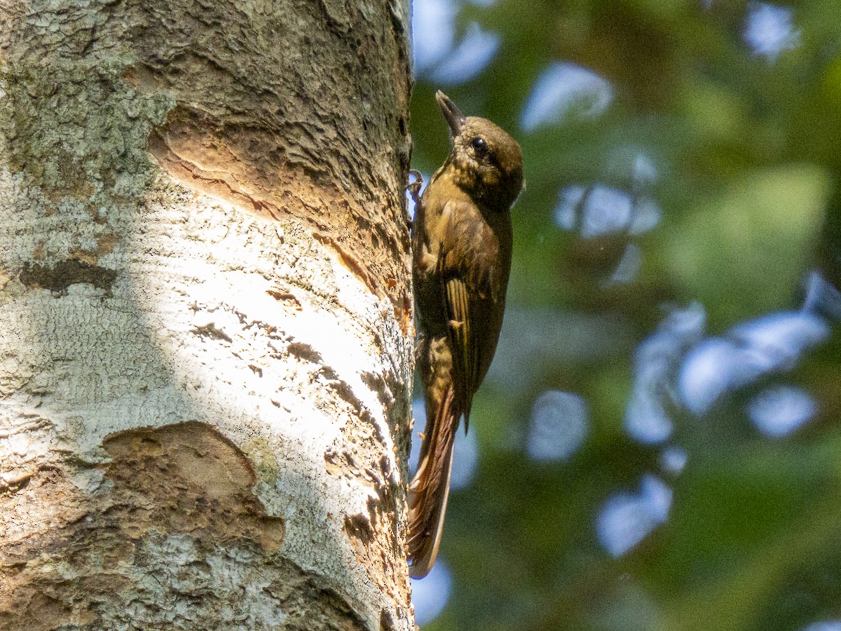 Wedge-billed Woodcreeper - Steven Hunter