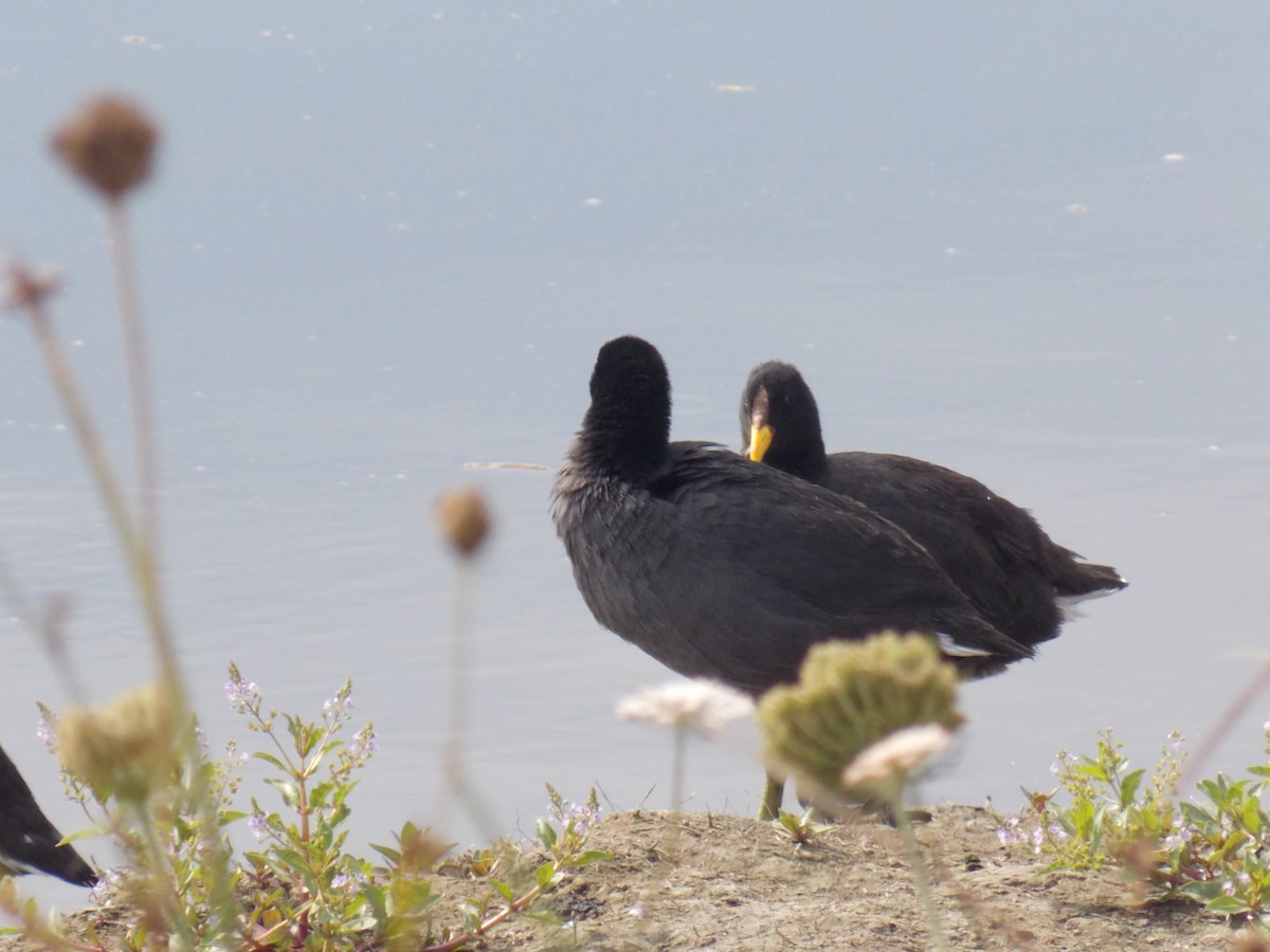 Red-fronted Coot - Jose Rebolledo