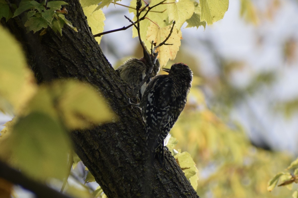 Yellow-bellied Sapsucker - ML488673741