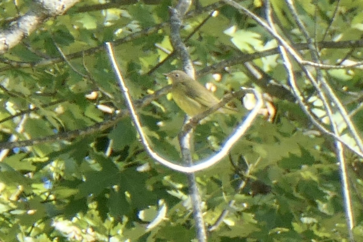 Connecticut Warbler - ML488674511