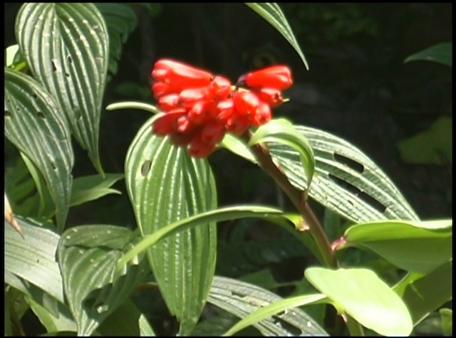 kolibřík ekvádorský - ML488675
