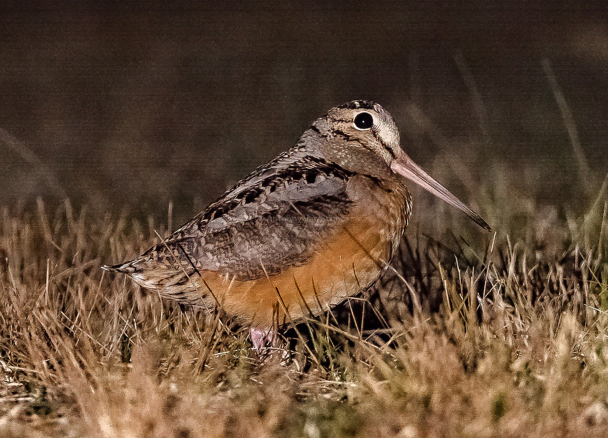 American Woodcock - Anthony VanSchoor