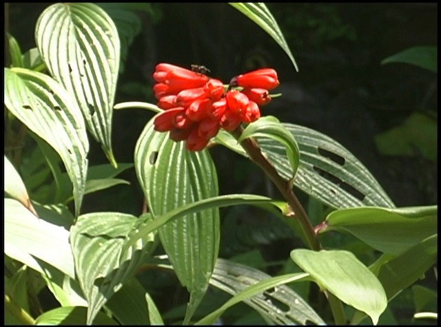 kolibřík ekvádorský - ML488676