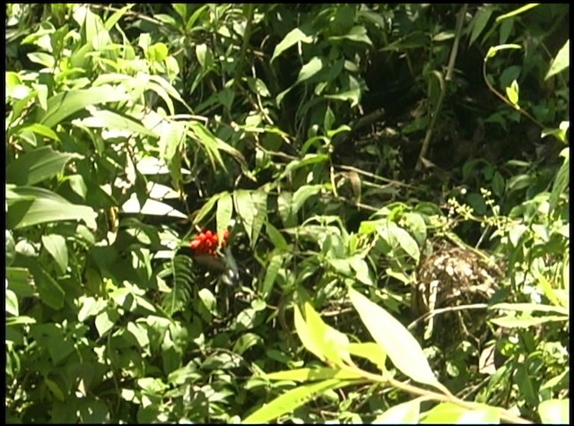 kolibřík ekvádorský - ML488677