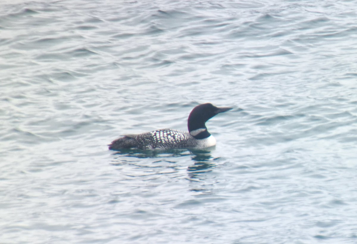 Common Loon - ML488677011