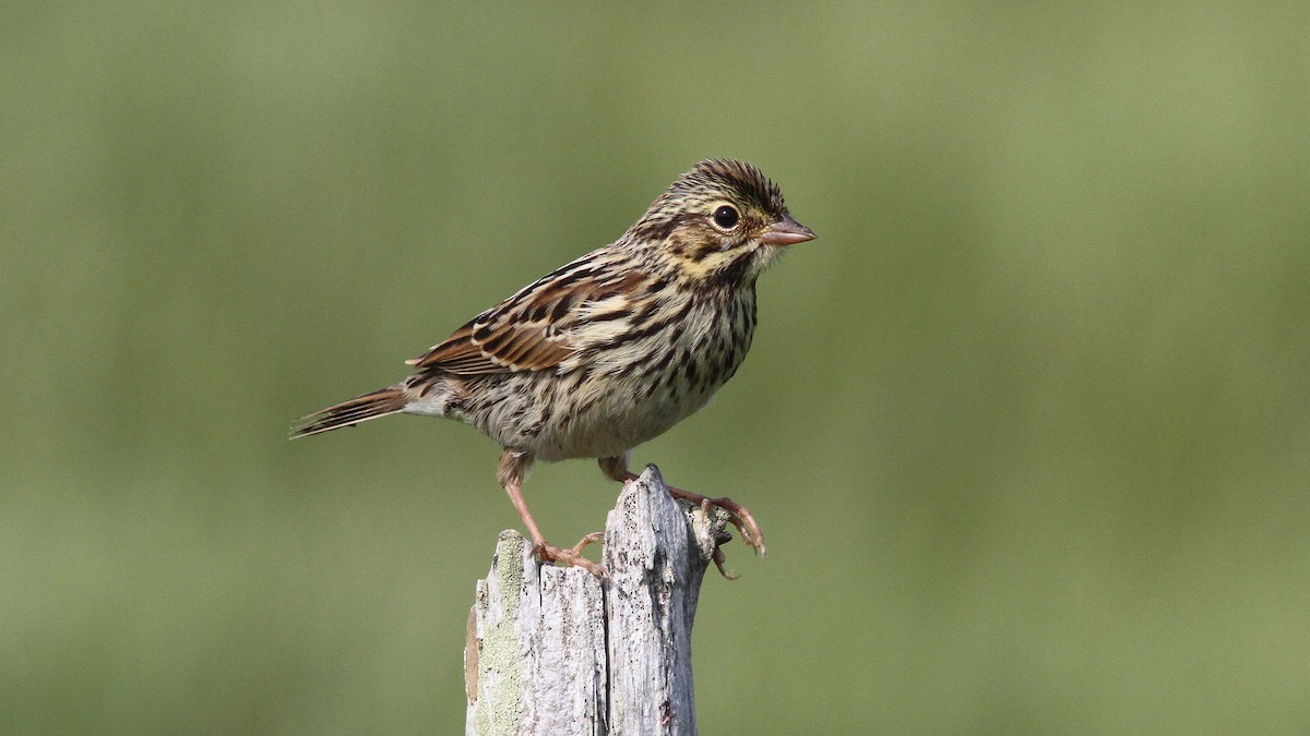 Savannah Sparrow - Daniel Jauvin