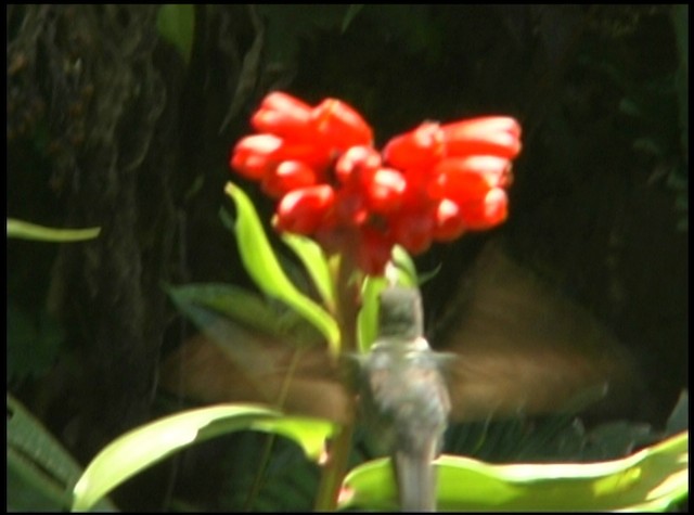 Colibri à queue mi-blanche - ML488678