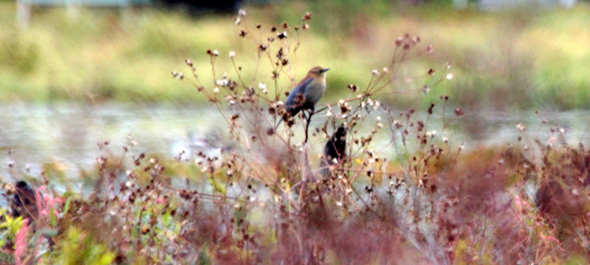 Rusty Blackbird - ML488678121