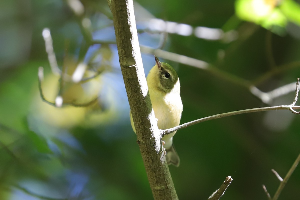 Black-throated Blue Warbler - ML488679051