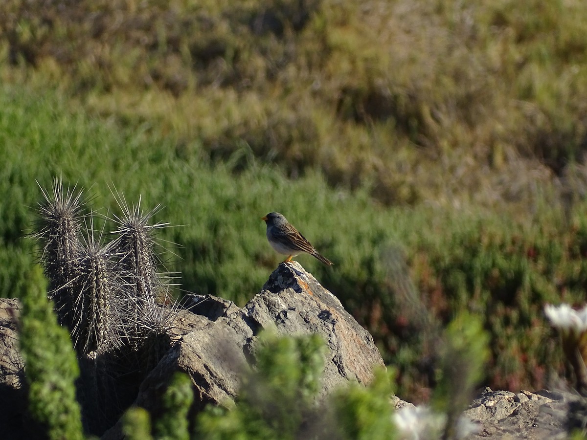 Band-tailed Sierra Finch - ML488679421