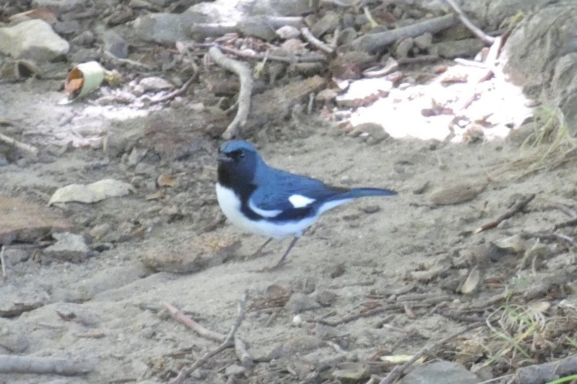 Black-throated Blue Warbler - ML488679511