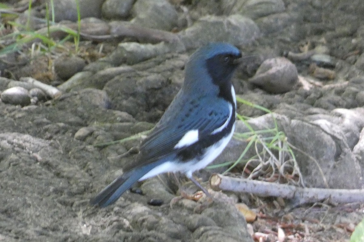 Black-throated Blue Warbler - ML488679521